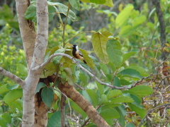 Charitospiza eucosma