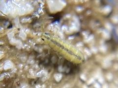 Isotomurus palustris