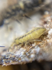 Isotomurus palustris