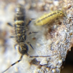 Isotomurus palustris