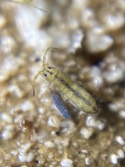 Isotomurus palustris