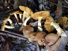 Cortinarius clelandii
