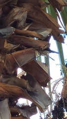 Mimus polyglottos
