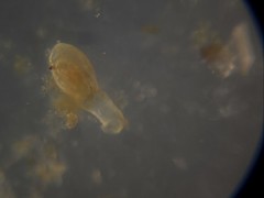 Quinqueloculina