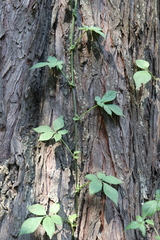 Solanum appendiculatum