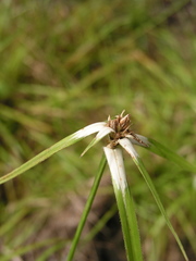 Rhynchospora nervosa