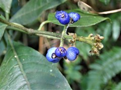 Palicourea brachiata