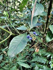 Palicourea brachiata