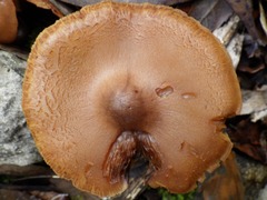Cortinarius clelandii