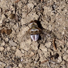 Lepidanthrax eremicus