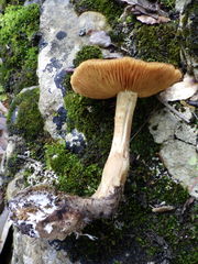 Cortinarius clelandii