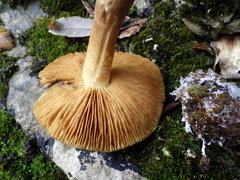 Cortinarius clelandii