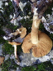 Cortinarius clelandii
