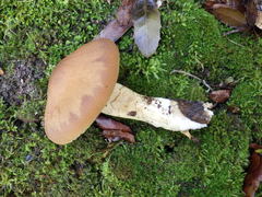 Cortinarius clelandii