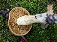 Cortinarius clelandii