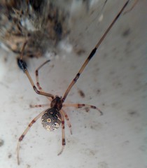 Latrodectus geometricus