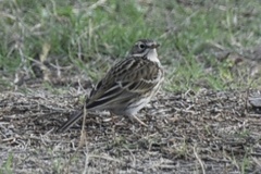 Anthus pratensis