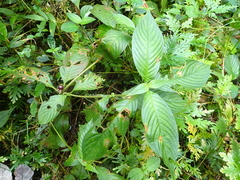 Sabicea villosa