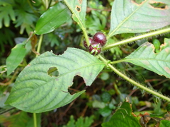 Sabicea villosa