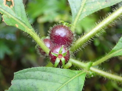 Sabicea villosa