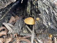 Leucopholiota