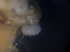 Brachiopoda