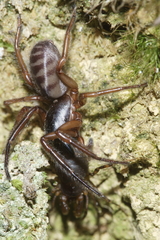 Ariadna septemcincta