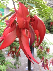 Clianthus puniceus