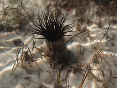 Ceriantheopsis americanus