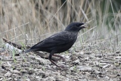 Sturnus unicolor