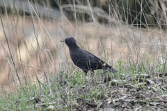 Sturnus unicolor