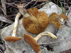 Cortinarius clelandii