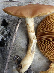 Cortinarius clelandii