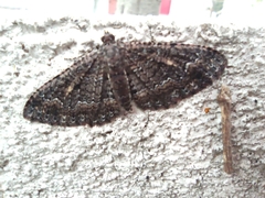 Disclisioprocta stellata