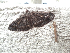 Disclisioprocta stellata
