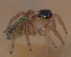 Saitis barbipes