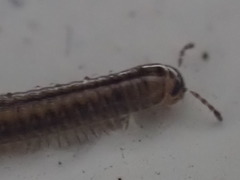 Brachyiulus