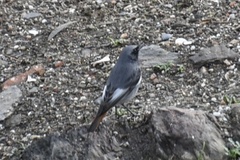 Phoenicurus ochruros