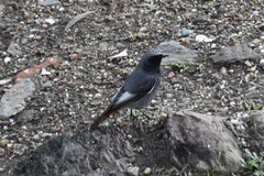 Phoenicurus ochruros