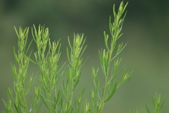 Baccharis angustifolia