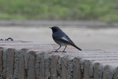 Phoenicurus ochruros