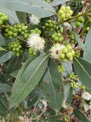 Eucalyptus kitsoniana