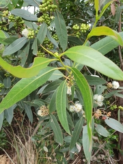 Eucalyptus kitsoniana