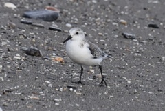 Calidris alba