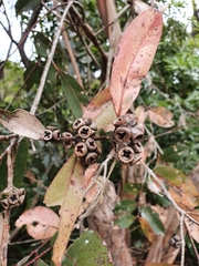 Eucalyptus kitsoniana