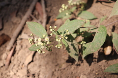 Archibaccharis hieracioides