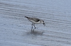 Calidris alba