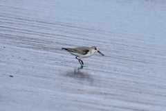 Calidris alba