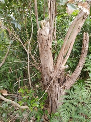 Eucalyptus kitsoniana