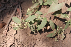 Archibaccharis hieracioides